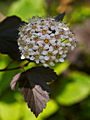 Physocarpus opulifolius Diabolo IMG_6911 Pęcherznica kalinolistna